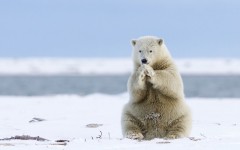 Desktop image. Animals. ID:65310