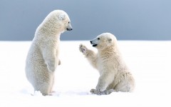 Desktop image. Animals. ID:65311
