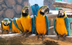 Desktop image. Animals. ID:65312