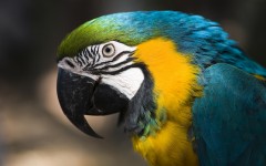 Desktop image. Animals. ID:65313