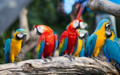 Desktop image. Animals. ID:65314
