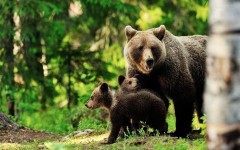 Desktop image. Animals. ID:65315