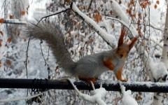 Desktop image. Animals. ID:65316