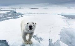 Desktop image. Animals. ID:65317
