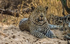 Desktop image. Animals. ID:65318