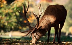 Desktop image. Animals. ID:65319
