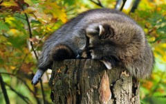 Desktop image. Animals. ID:65321