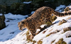 Desktop image. Animals. ID:65322