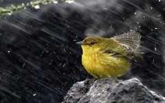 Desktop image. Animals. ID:65323