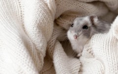Desktop image. Animals. ID:65324