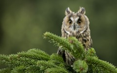 Desktop image. Animals. ID:65325