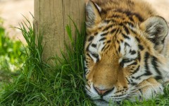 Desktop image. Animals. ID:65326