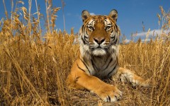 Desktop image. Animals. ID:65327