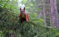 Desktop image. Animals. ID:65328