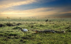 Desktop image. Animals. ID:65329