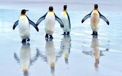 Desktop image. Animals. ID:65330