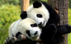 Desktop image. Animals. ID:65331