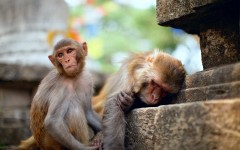 Desktop image. Animals. ID:65332