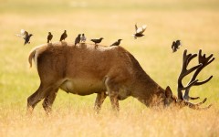 Desktop image. Animals. ID:65333