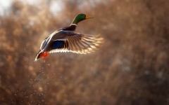 Desktop image. Animals. ID:65334