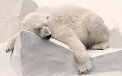 Desktop image. Animals. ID:65336