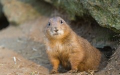 Desktop image. Animals. ID:65337
