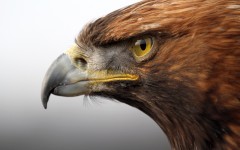 Desktop image. Animals. ID:65338