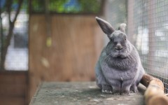 Desktop image. Animals. ID:65339