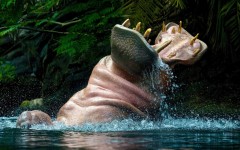 Desktop image. Animals. ID:65340