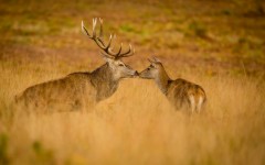 Desktop image. Animals. ID:65341