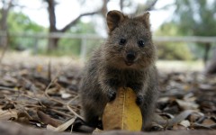 Desktop image. Animals. ID:65342