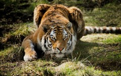 Desktop image. Animals. ID:65343
