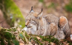 Desktop image. Animals. ID:65346