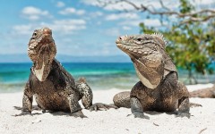 Desktop image. Animals. ID:65347