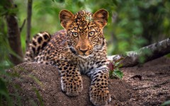 Desktop image. Animals. ID:65349