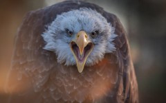 Desktop image. Animals. ID:65350