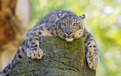 Desktop image. Animals. ID:65351