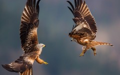Desktop image. Animals. ID:65353