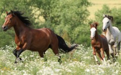Desktop image. Animals. ID:65354