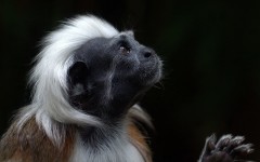 Desktop image. Animals. ID:65355