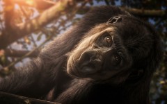 Desktop image. Animals. ID:65356
