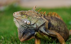Desktop image. Animals. ID:65357