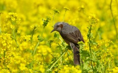Desktop image. Animals. ID:65358