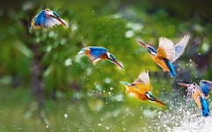 Desktop image. Animals. ID:65359