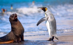 Desktop image. Animals. ID:65361