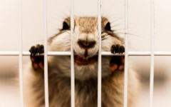 Desktop image. Animals. ID:65362