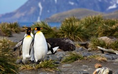 Desktop image. Animals. ID:65364
