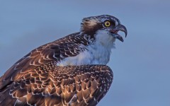 Desktop image. Animals. ID:65365