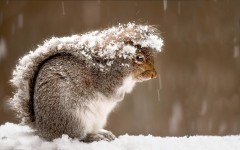 Desktop image. Animals. ID:65366