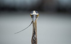 Desktop image. Animals. ID:65367